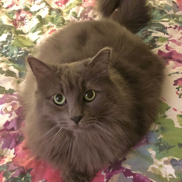 Meet your Posher, Susan, modeling Posh Purchases! - Picture 7 of 7